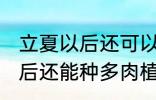 立夏以后还可以种多肉植物吗 立夏以后还能种多肉植物吗