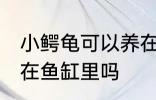 小鳄龟可以养在鱼缸里吗 小鳄龟能养在鱼缸里吗