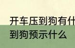 开车压到狗有什么兆头 开车不小心压到狗预示什么