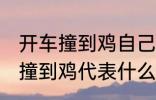 开车撞到鸡自己也摔有什么兆头 开车撞到鸡代表什么意思