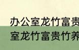 办公室龙竹富贵竹养几支最旺运 办公室龙竹富贵竹养多少支最旺运