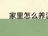 家里怎么养泥鳅 家里如何养泥鳅