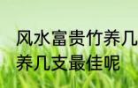 风水富贵竹养几支最旺运 风水富贵竹养几支最佳呢