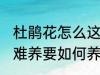 杜鹃花怎么这样难养 杜鹃花为何这样难养要如何养