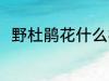 野杜鹃花什么样 野杜鹃花简单介绍