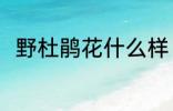 野杜鹃花什么样 野杜鹃花简单介绍