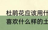 杜鹃花应该用什么样的土来养 杜鹃花喜欢什么样的土壤