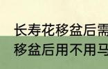 长寿花移盆后需要立刻浇水吗 长寿花移盆后用不用马上浇水