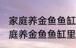 家庭养金鱼鱼缸里放什么水草好呢 家庭养金鱼鱼缸里放哪种水草好呢