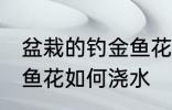 盆栽的钓金鱼花怎么浇水 盆栽的钓金鱼花如何浇水