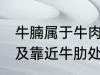 牛腩属于牛肉哪个部位 牛腩即牛腹部及靠近牛肋处的松软肌肉对吗