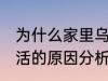 为什么家里乌龟养不活 家里乌龟养不活的原因分析