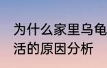 为什么家里乌龟养不活 家里乌龟养不活的原因分析