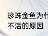 珍珠金鱼为什么总养不活 珍珠金鱼养不活的原因