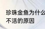 珍珠金鱼为什么总养不活 珍珠金鱼养不活的原因