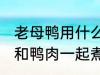 老母鸭用什么煲汤最好 哪些食物可以和鸭肉一起煮汤