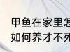 甲鱼在家里怎么养才不死 甲鱼在家里如何养才不死