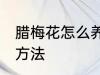 腊梅花怎么养家庭养法 腊梅花的养殖方法