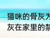 猫咪的骨灰为什么不能放家里 宠物骨灰在家里的禁忌